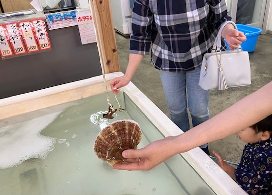 夫が釣り上げたホタテ