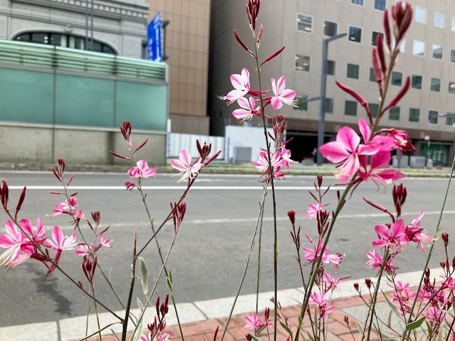 お店の前に咲いていたイマガメのお花
